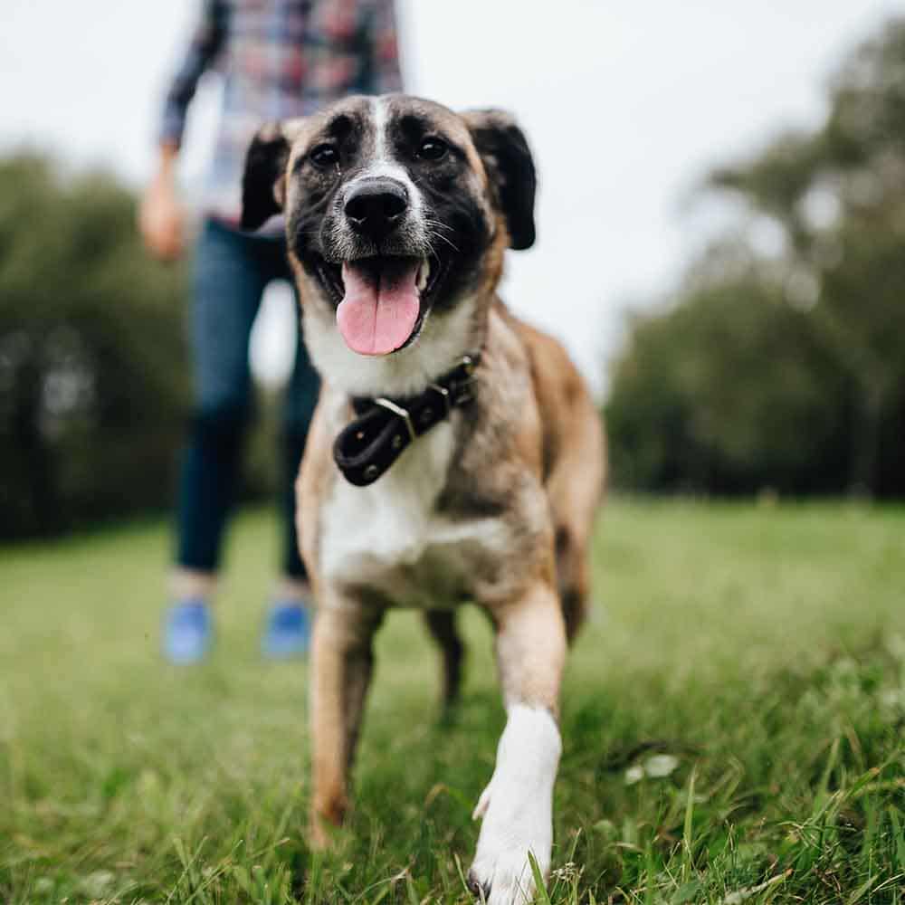 Happy Dog | Pet Cremation Services in Berrimah, NT